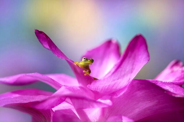 برندگان جایزه جهانی عکاسی ماکرو معرفی شدند / تصاویر