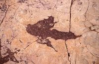 ردپای دایناسورها در بولیوی