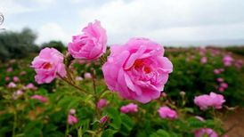 گل محمدی به اسم عربستان در یونسکو ثبت نشده است