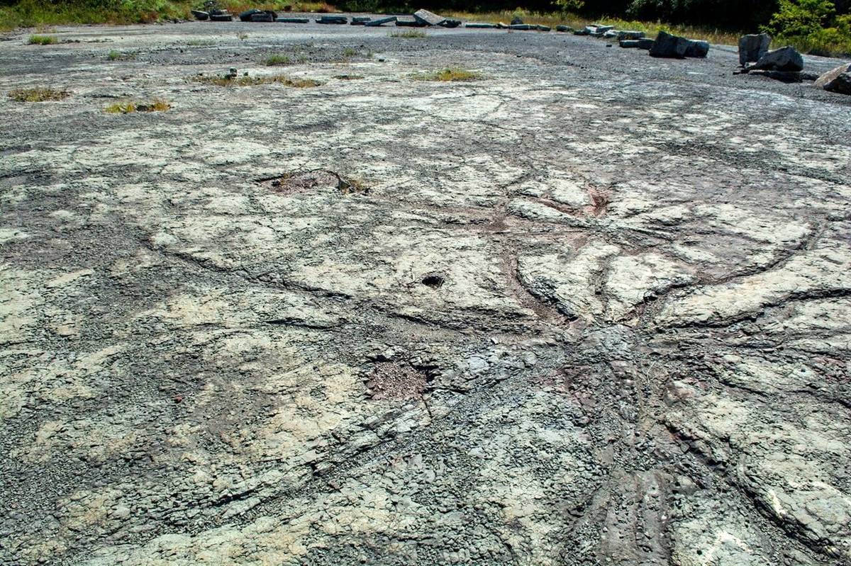 قدیمی‌ ترین جنگل جهان کدام است ؟
