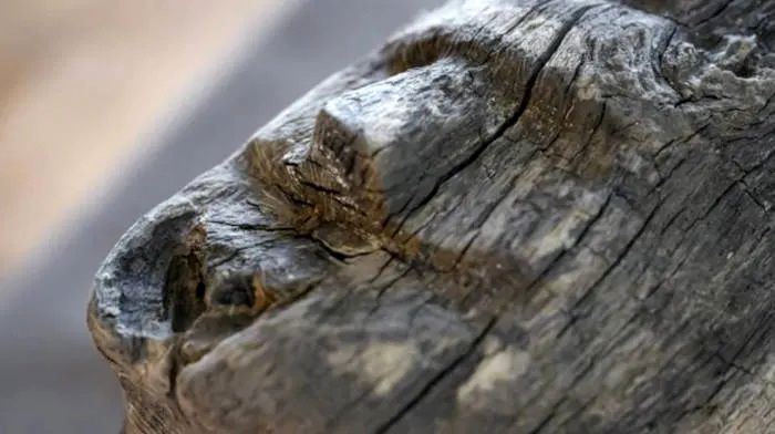 تیرک چوبی هزارساله با «چهرۀ انسان» از عمق دریاچه بیرون آمد