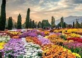 تهران، میزبان گل‌های داوودی
