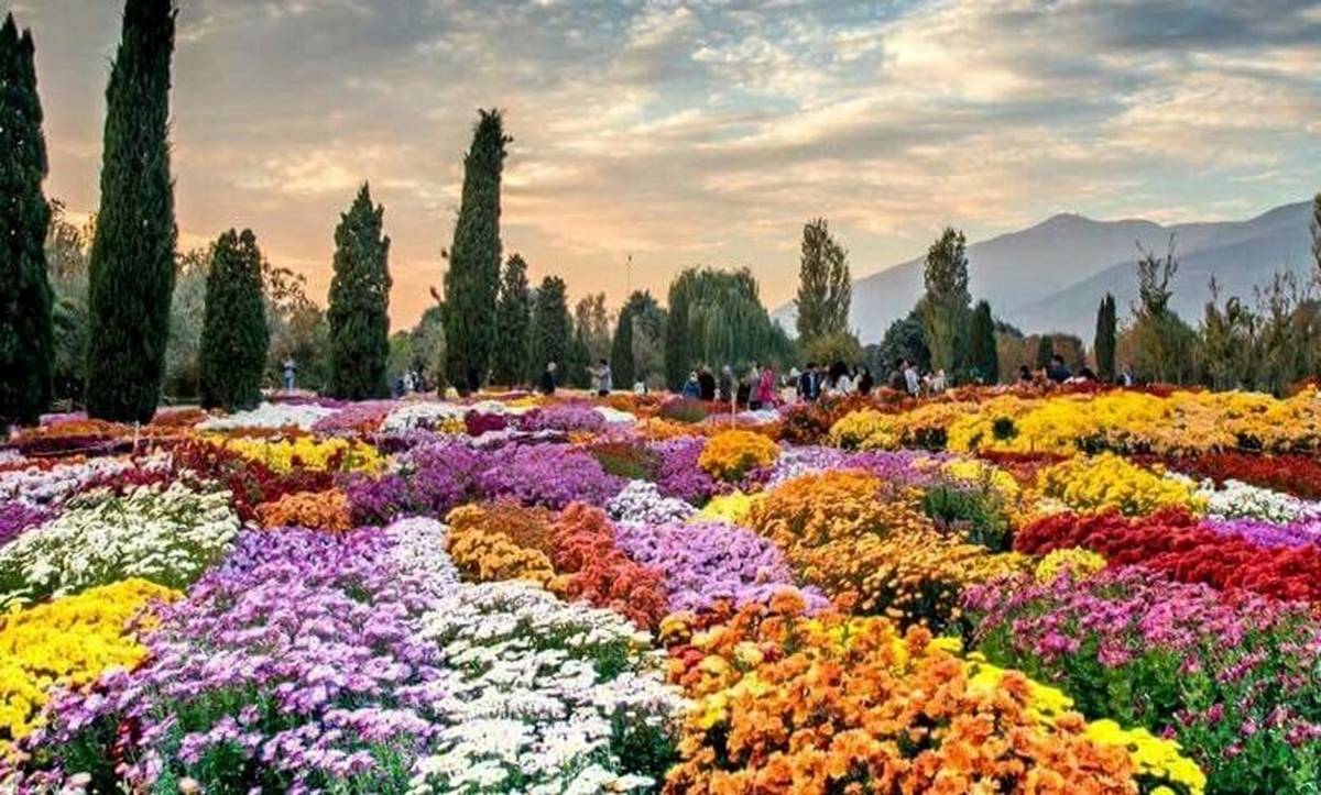 تهران، میزبان گلهای داوودی