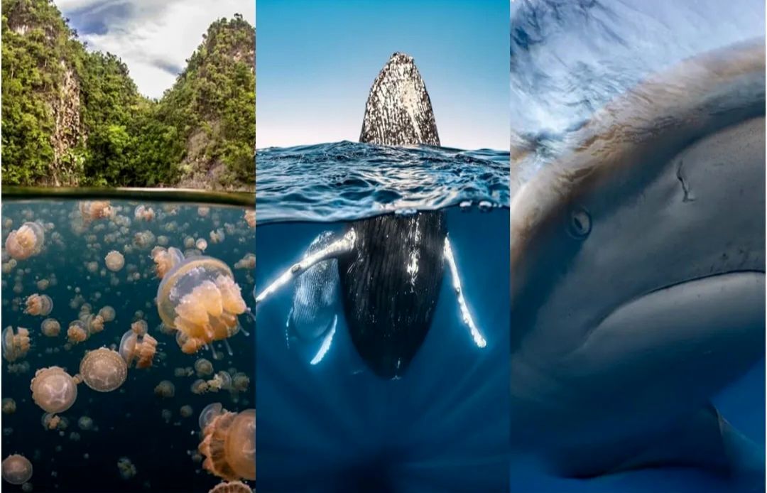 عکسی از چشم نهنگ